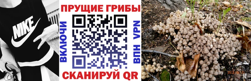 Псилоцибиновые грибы GOLDEN TEACHER  Купить закладки  Шали 